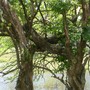 Morro.  Gourd tree?  