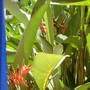 Looks almost like Bird of Paradise, but isn't.