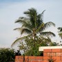Coconut tree, my parents' next door neighbor. 