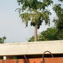 Claudia's papaya tree. 