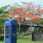 Arbol de fuego.  Fire tree. 