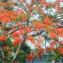 Close-up of  Fire tree. 