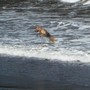 A happy dog playing in the surf! 