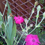 Dsc00071_edited