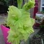 green Gladioli