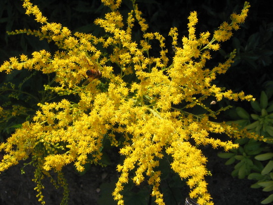Golden Rod