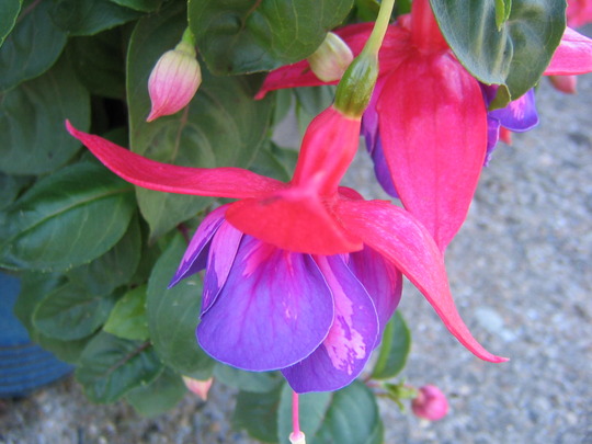 Trailing fuchsia