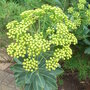 Bupleurum fruticosum - close-up (Bupleurum fruticosum)