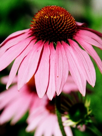 A garden flower photo (Echinacea purpurea 'Magnus')