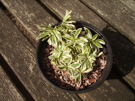 Variegated Alpine Rock Cress [Arabis alpina] 07.08 (Arabis alpina (Shenstone))
