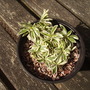 Variegated Alpine Rock Cress [Arabis alpina] 07.08 (Arabis alpina (Shenstone))