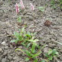 Polygonum Affine [Knotweed] in Shenstone Rose Border 07.08 (Polygonum affine)