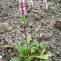 Polygonum Affine [Knotweed] in Shenstone Rose Border 07.08 (Polygonum affine)
