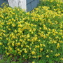 corydalis lutea (corydalis lutea)