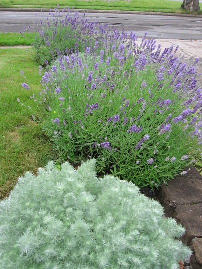 silver mound and lavender (Artemisia schmidtiana (Mugwort))