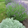 silver mound and lavender (Artemisia schmidtiana (Mugwort))
