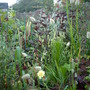 Too many contrasts (Briza maxima (Greater quaking grass))