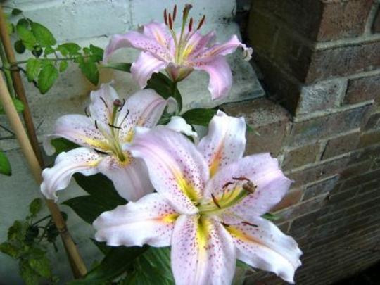 lily