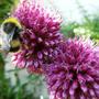 26_jul_08_003
