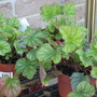 Harvest Silver Coral Bells - Heuchera