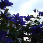 Clematis_july