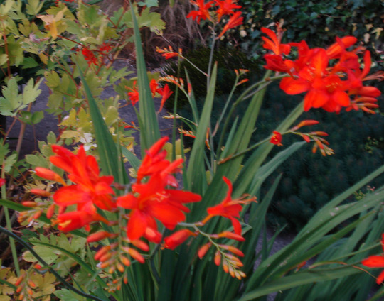 Crocosmia Emberglow July