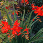 Croscosmia_emberglow_july