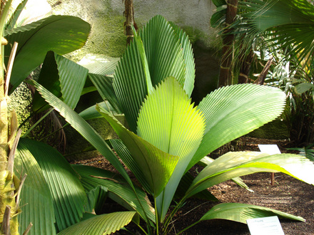 Daun Payung - Eden Project
