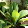 Daun_payung_-_eden_project