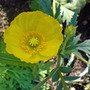 yellow arctic poppy (Papaver nudicaule)