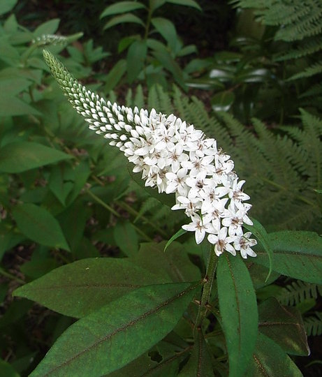 Lysimachia clethroides (Lysimachia clethroides)
