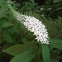 Lysimachia_clethroides