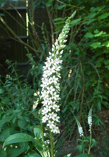 Lysimachia barystachys (Lysimachia barystachys)