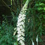 Lysimachia_barystachys