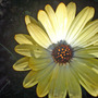 DSC00066_edited.jpg (Osteospermum jucundum)