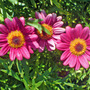 Dsc00067_edited