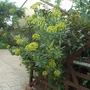 Bupleurum fruticosum (Bupleurum fruticosum)