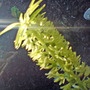 pinapple lily (Eucomis comosa)