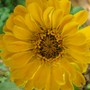 Zinnia elegans