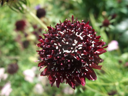 Almost black Scabious (Scabiosa 'Chile Black')