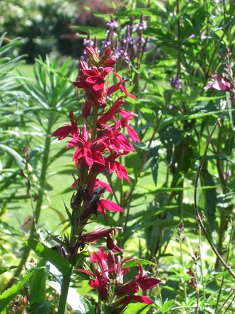 Lobelia 'Fan Burgundy' (Lobelia 'Fan Burgundy')