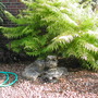Rhus