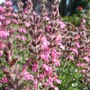 Teucrium