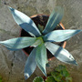 agave 01 (Agave americana (Century plant))