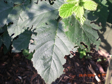 Balckberry Bush 2