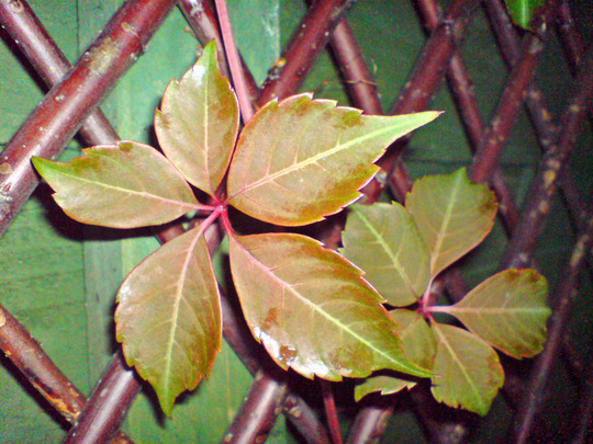 chinese virginia creeper (Parthenocissus henryana)