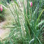 Sesleria