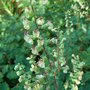 Teucrium scorodonia