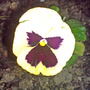 Dsc00072_edited