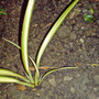 Dsc00071_edited